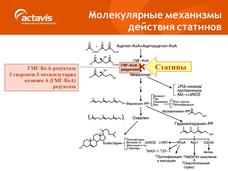 Молекулярные механизмы  действия статинов ГМГ-Ко А-редуктаза 3-гидрокси-3-метилглутарил коэнзим А (ГМГ-КоА) редуктаза Статины